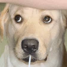 澳门新葡新京138 このブランドは分譲、賃貸共にあるが、実はバブル期には新規供給されていない